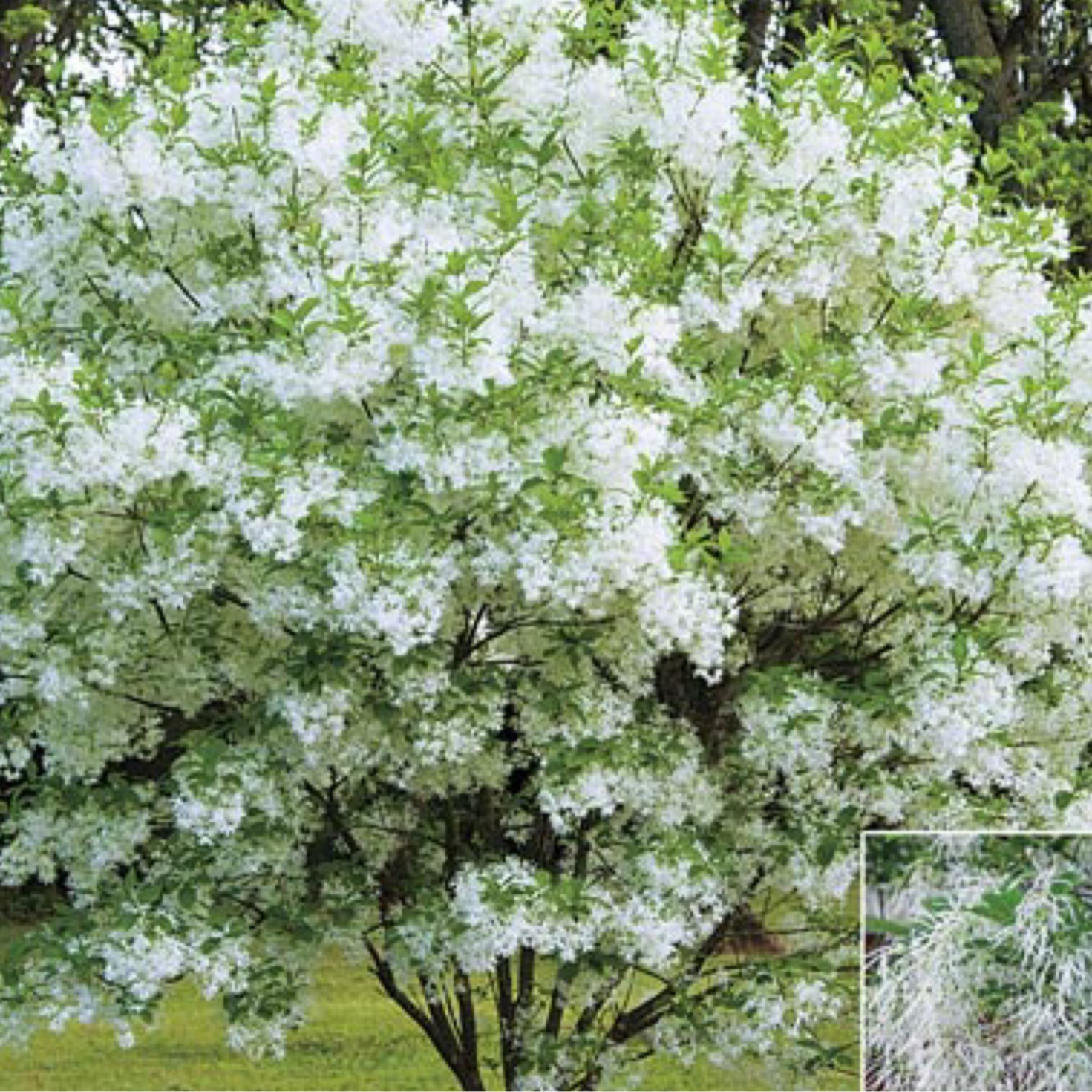 Fringe Tree White (Chionanthus Virginicus) 202 Tree Center