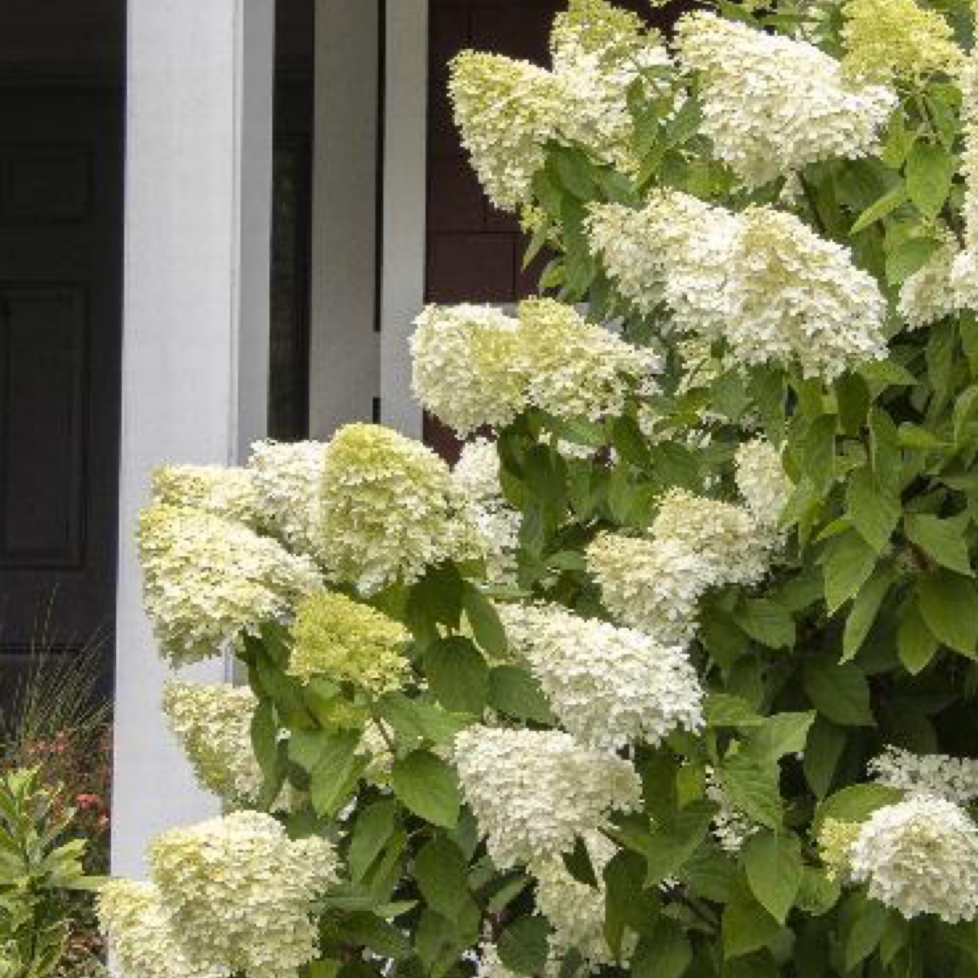 Hydrangea Little Lime 202 Tree Center