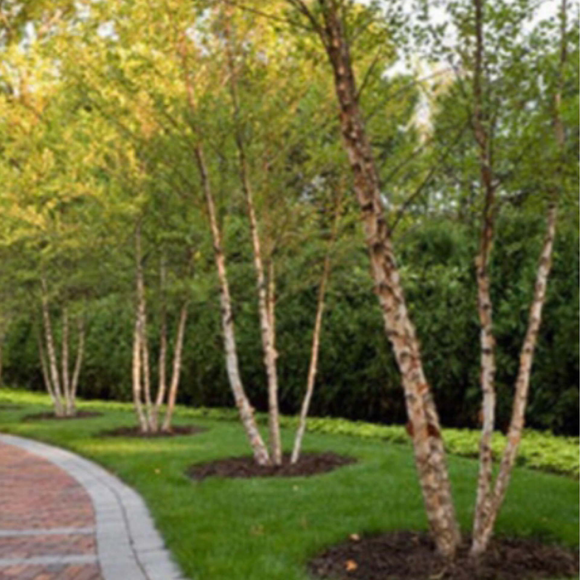 Birch Clump River Birch 202 Tree Center