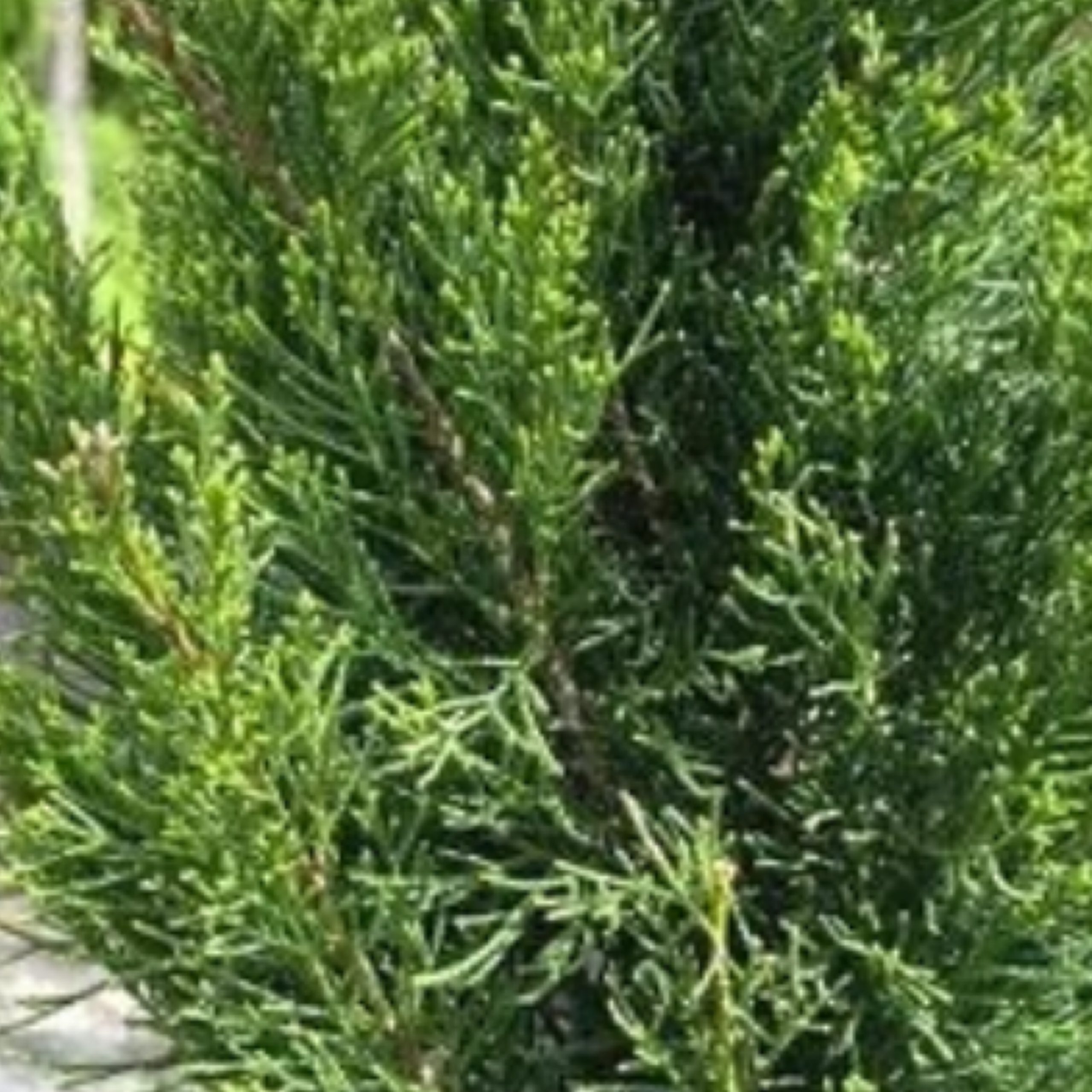 Juniper Pom Pom 'See Green' (Juniperus chinensis) 202 Tree Center