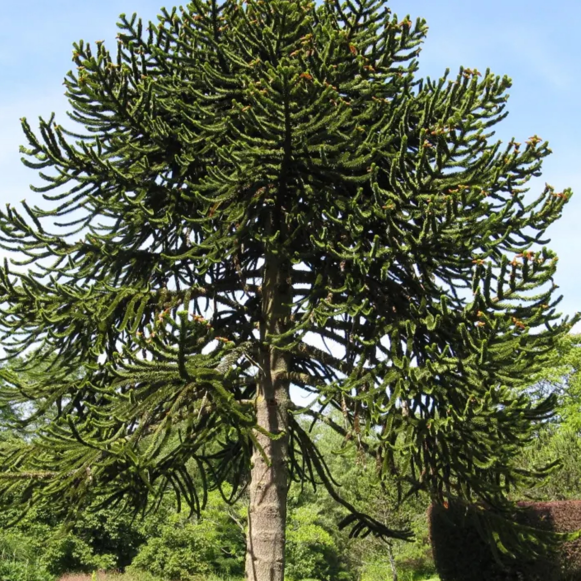 Monkey Puzzle 202 Tree Center