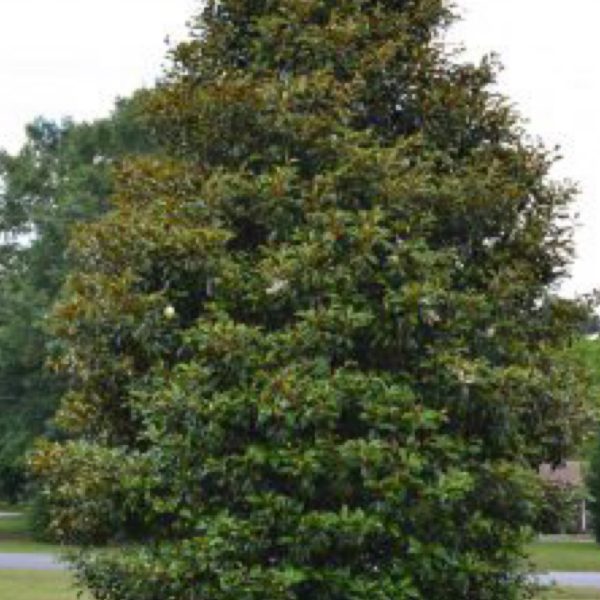 Southern Magnolia Bracken Brown Beauty 202 Tree Center