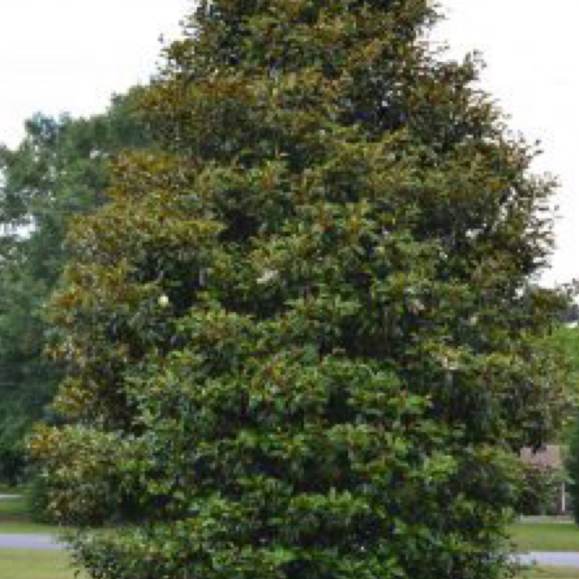 Southern Magnolia Bracken Brown Beauty 202 Tree Center