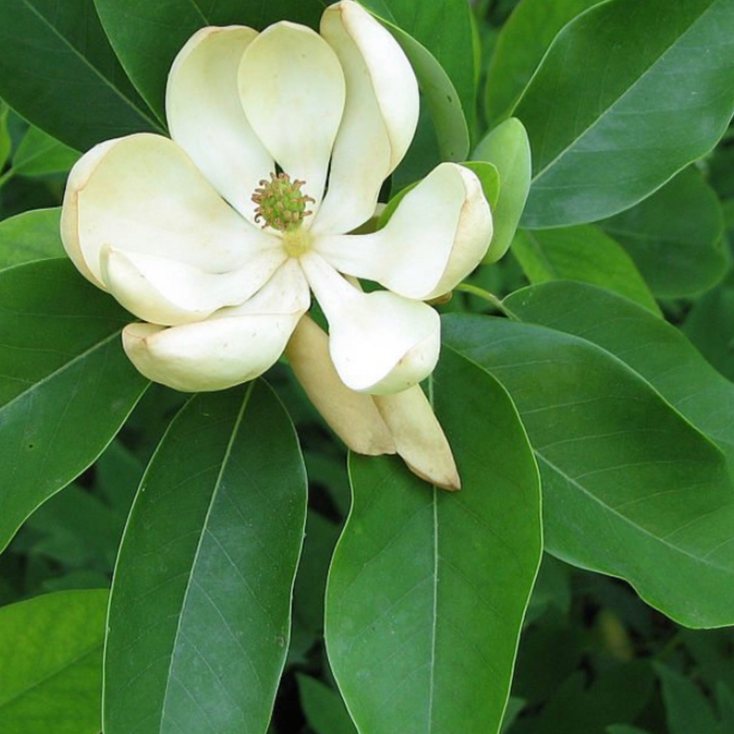 Magnolia Sweet Bay 202 Tree Center