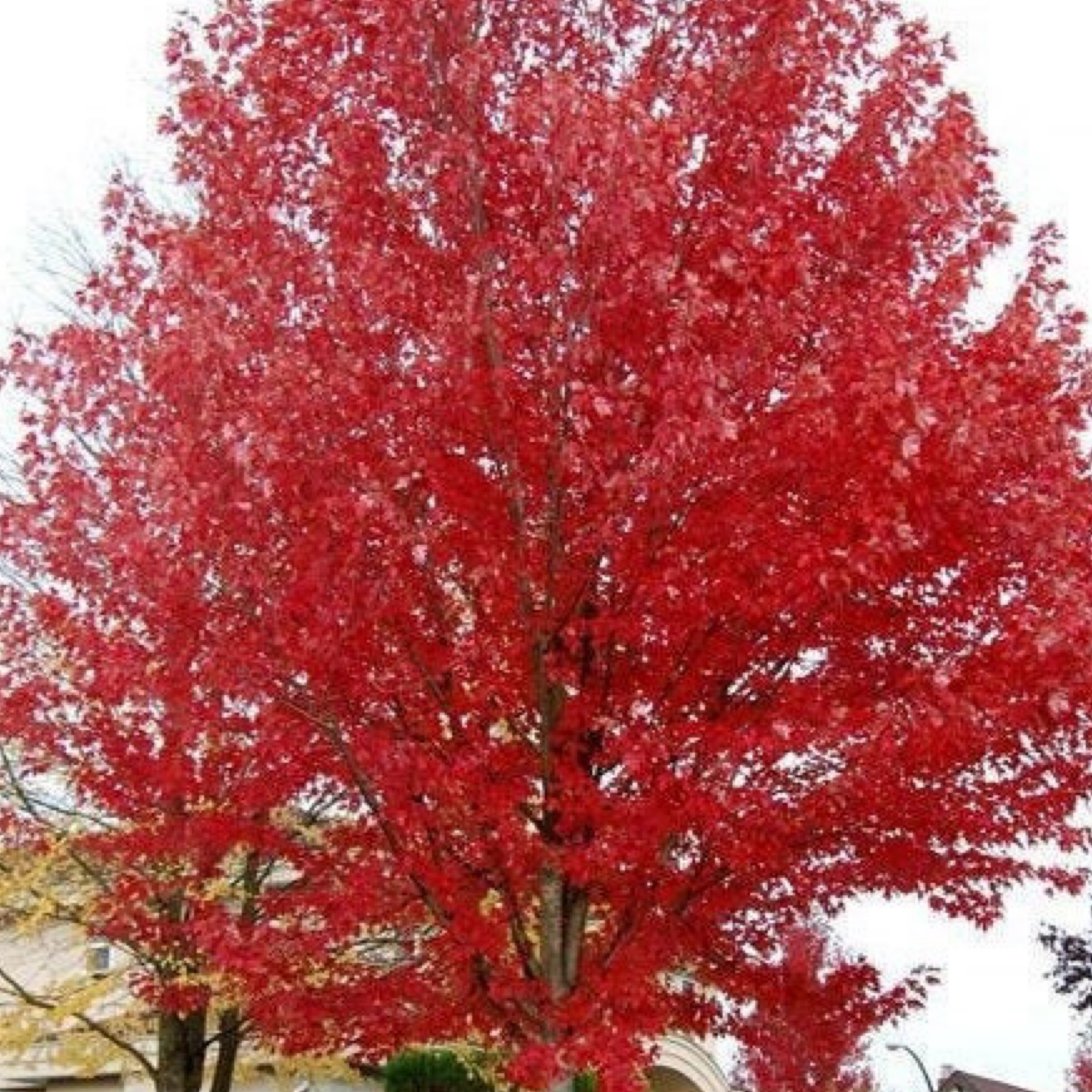 Maple Red Sunset (Acer rubrum) 202 Tree Center