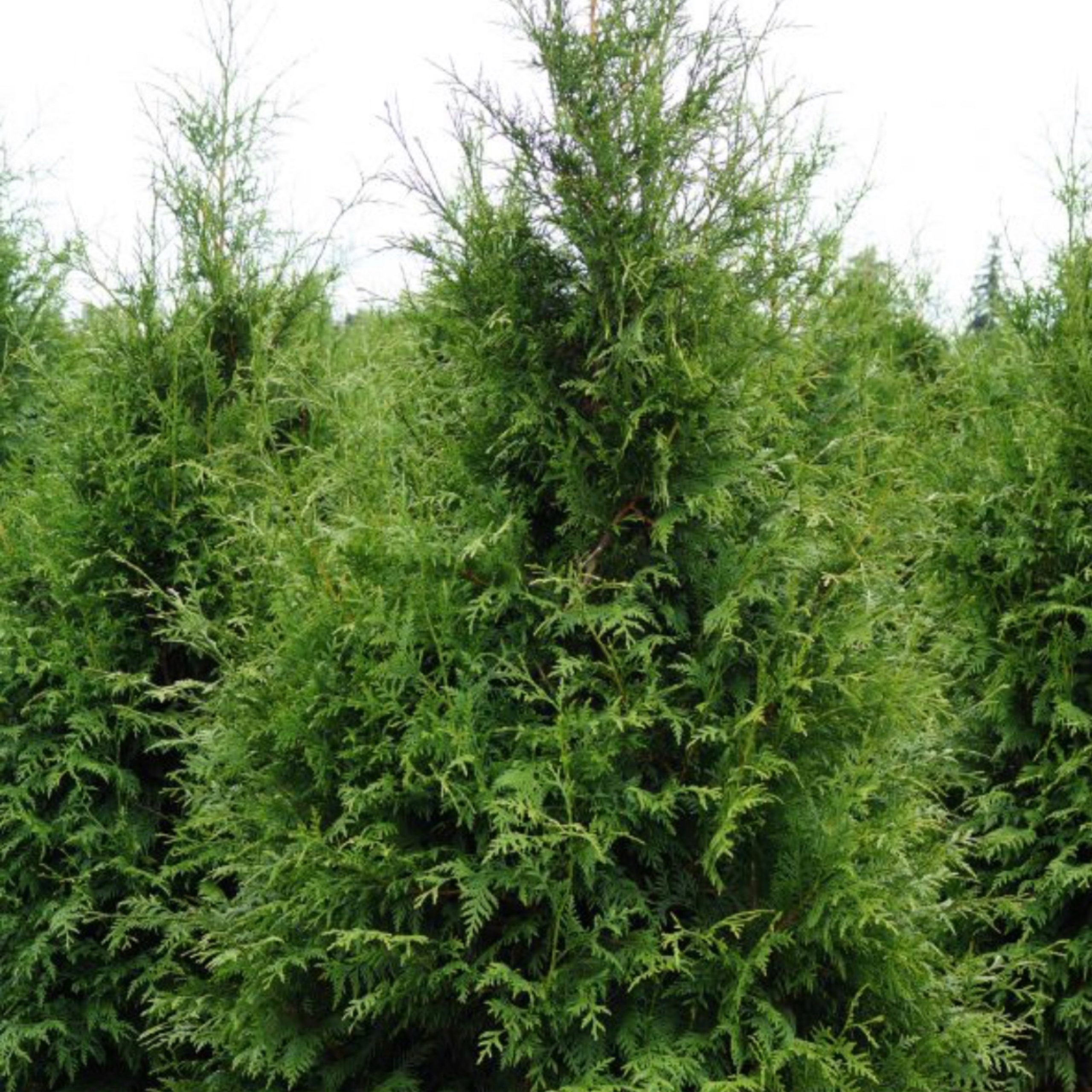 Arborvitae Excelsa (Thuja plicata) 202 Tree Center