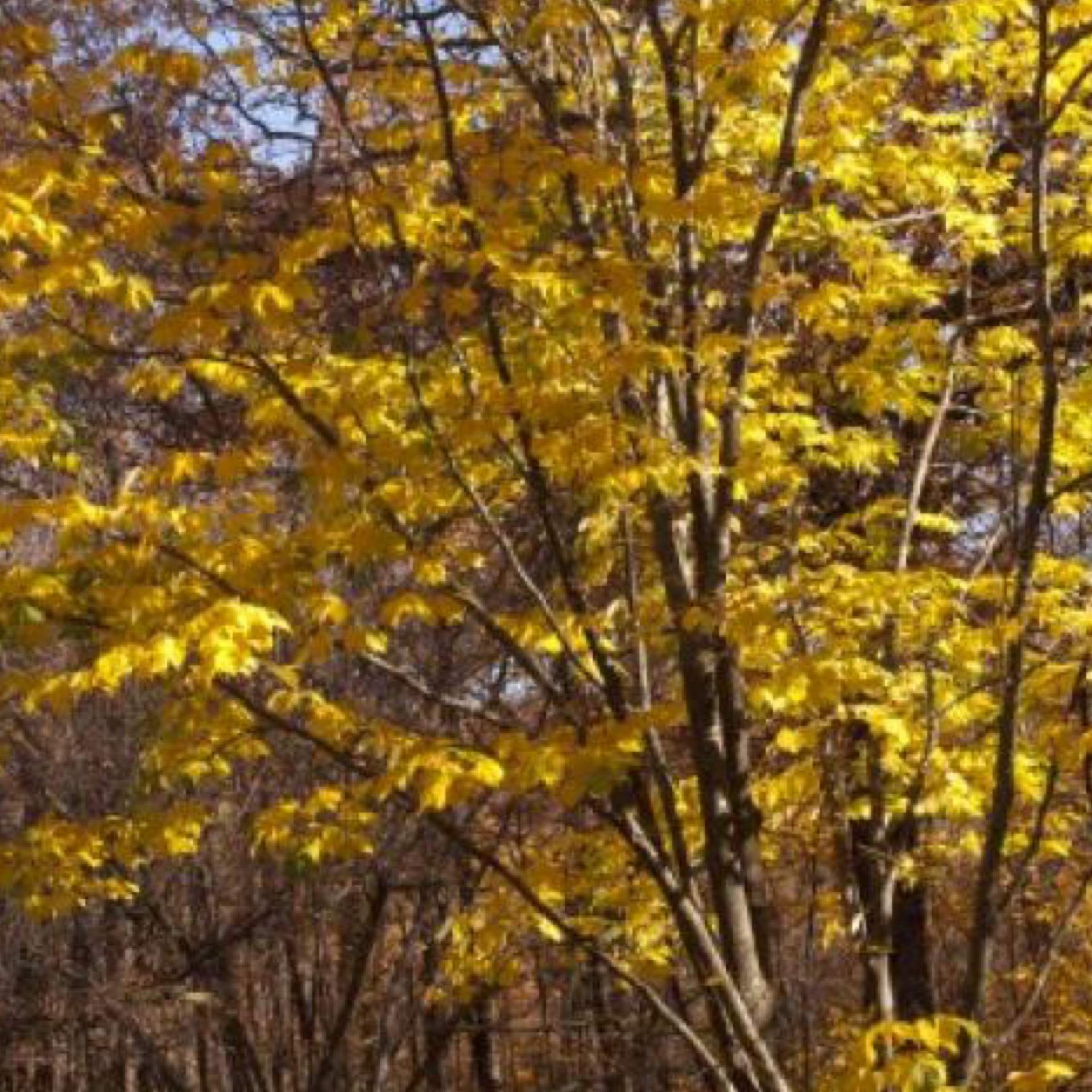 Yellowwood 202 Tree Center