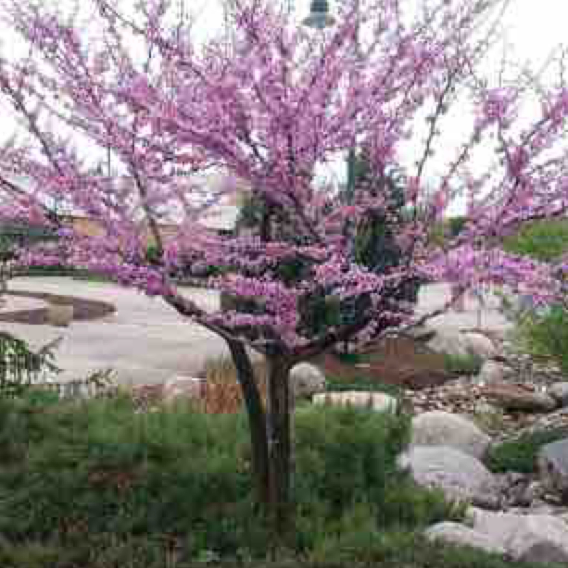 Redbud Ace of Heart 202 Tree Center