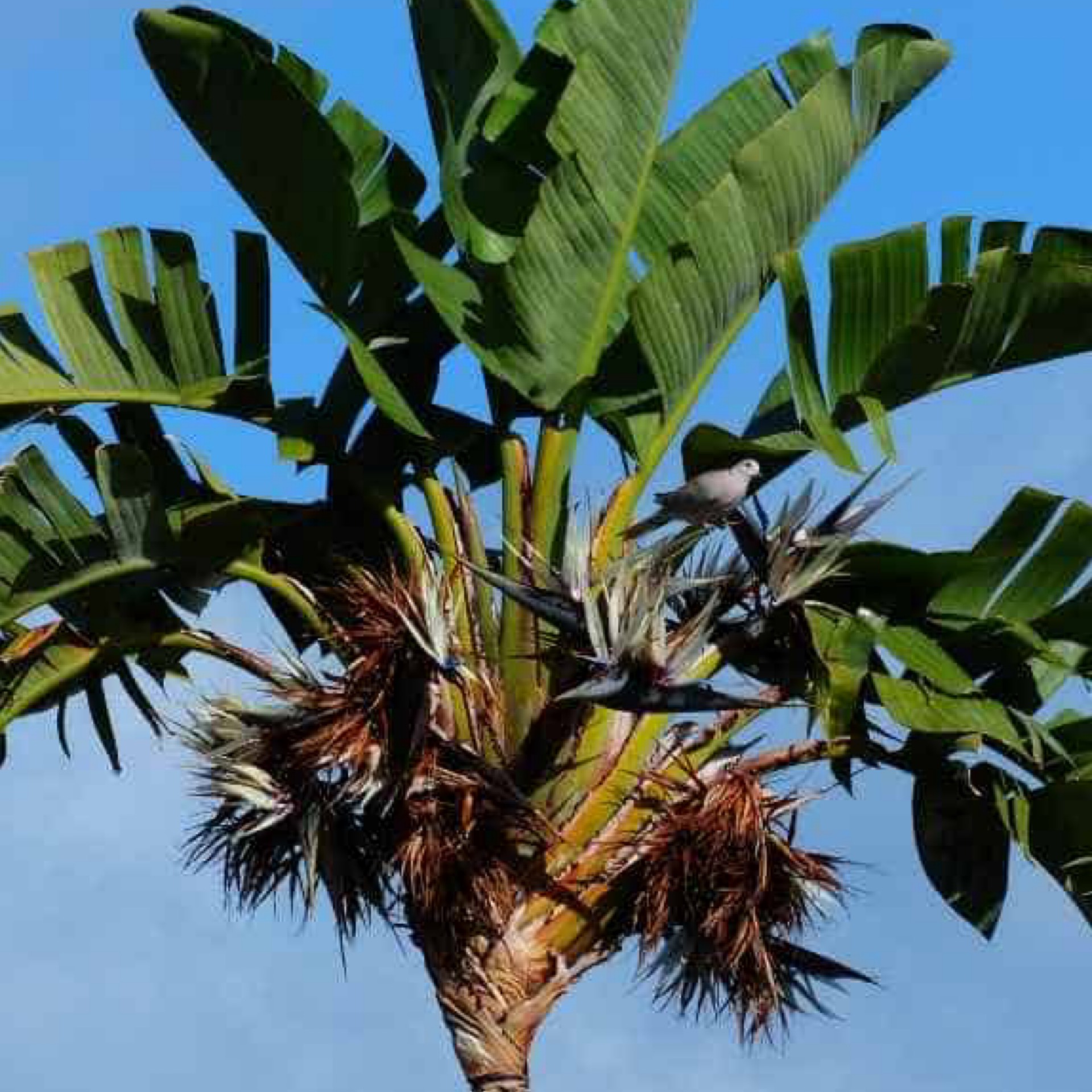 Palm 'White Bird of Paradise' 202 Tree Center