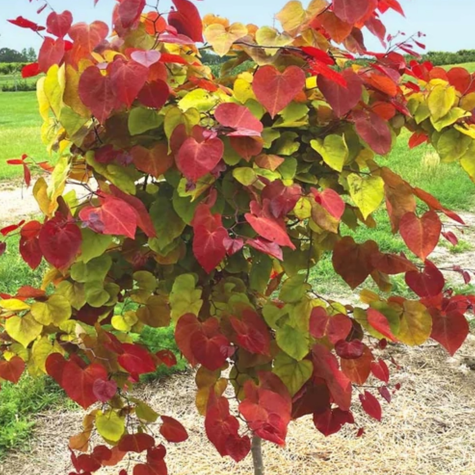 Redbud Flamethrower 202 Tree Center