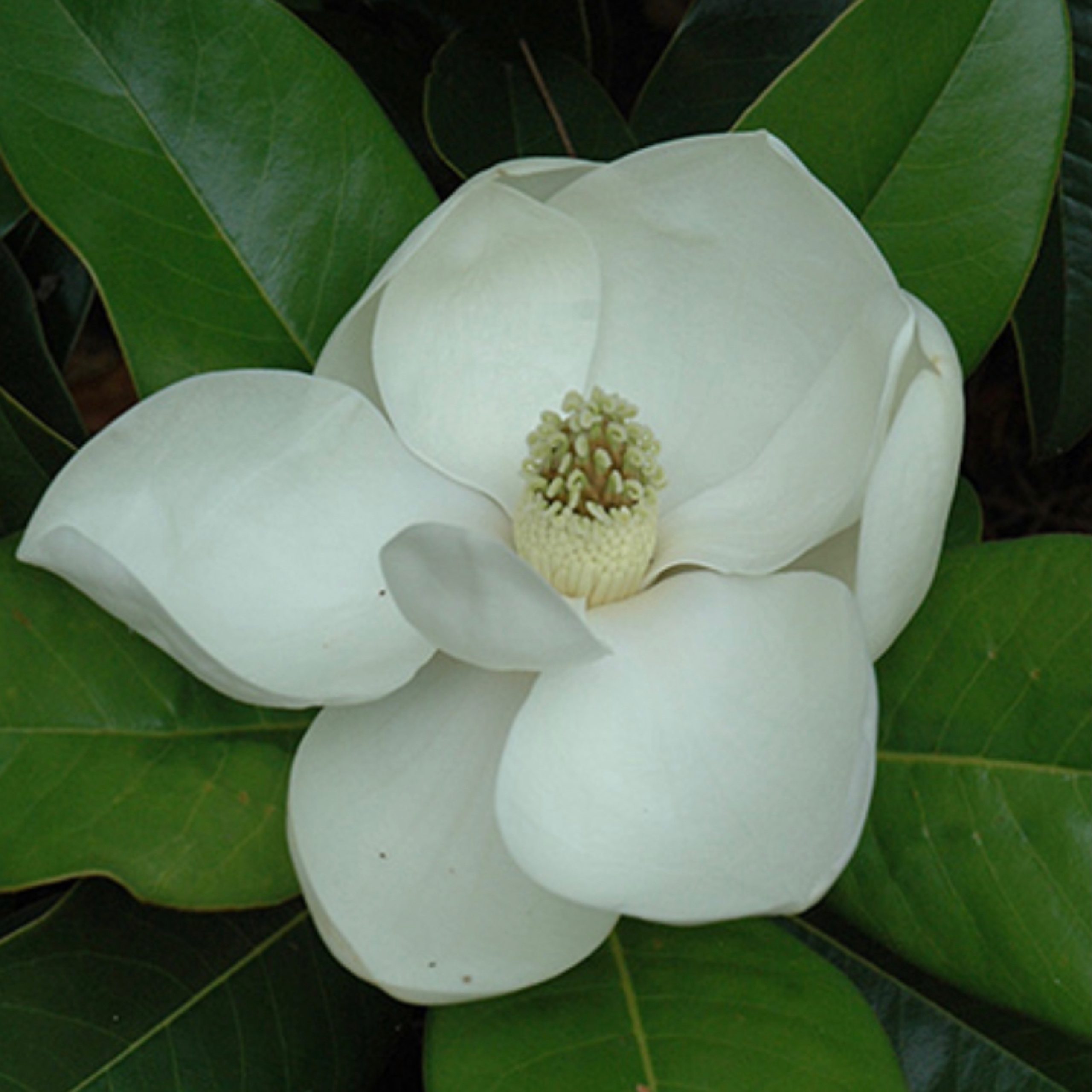 Southern Magnolia Edith Bogue 202 Tree Center