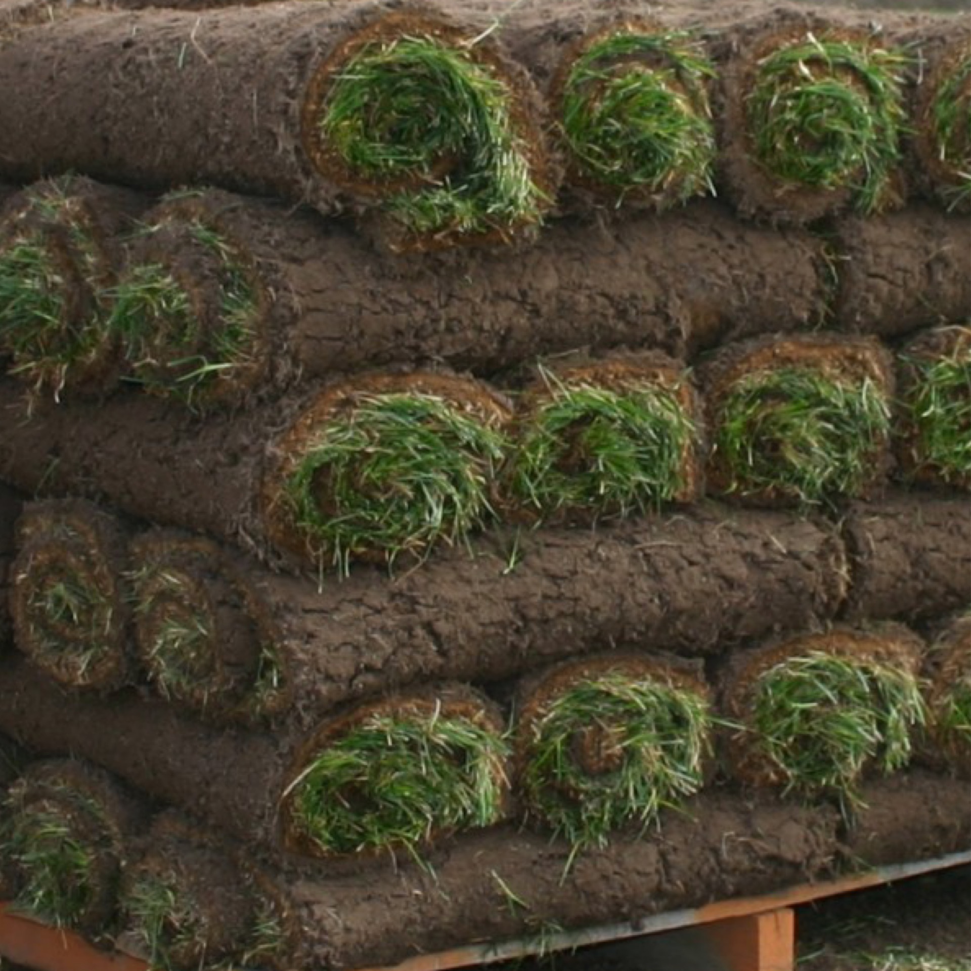 The Best Place to Buy Sod in Southeast, PA 202 Tree Center