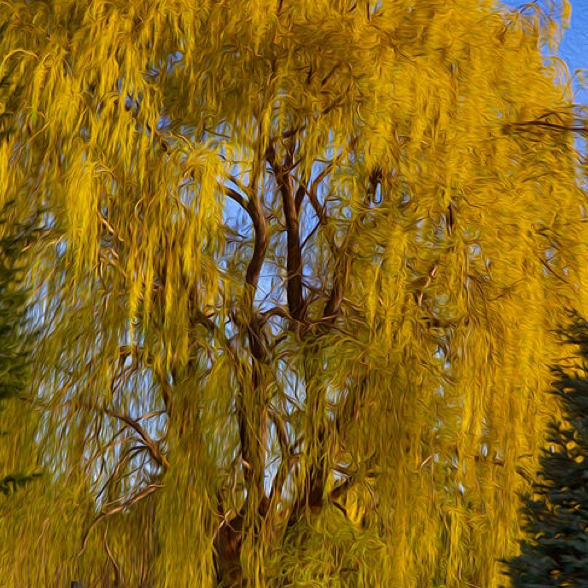 Willow Golden Willow 202 Tree Center