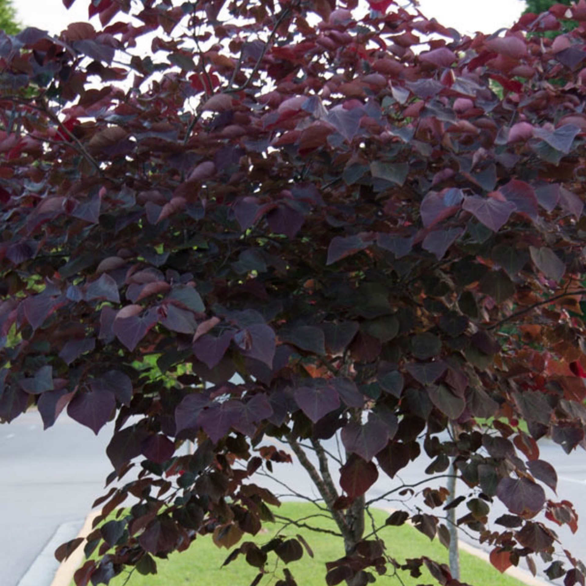 Redbud Forest Pansy 202 Tree Center