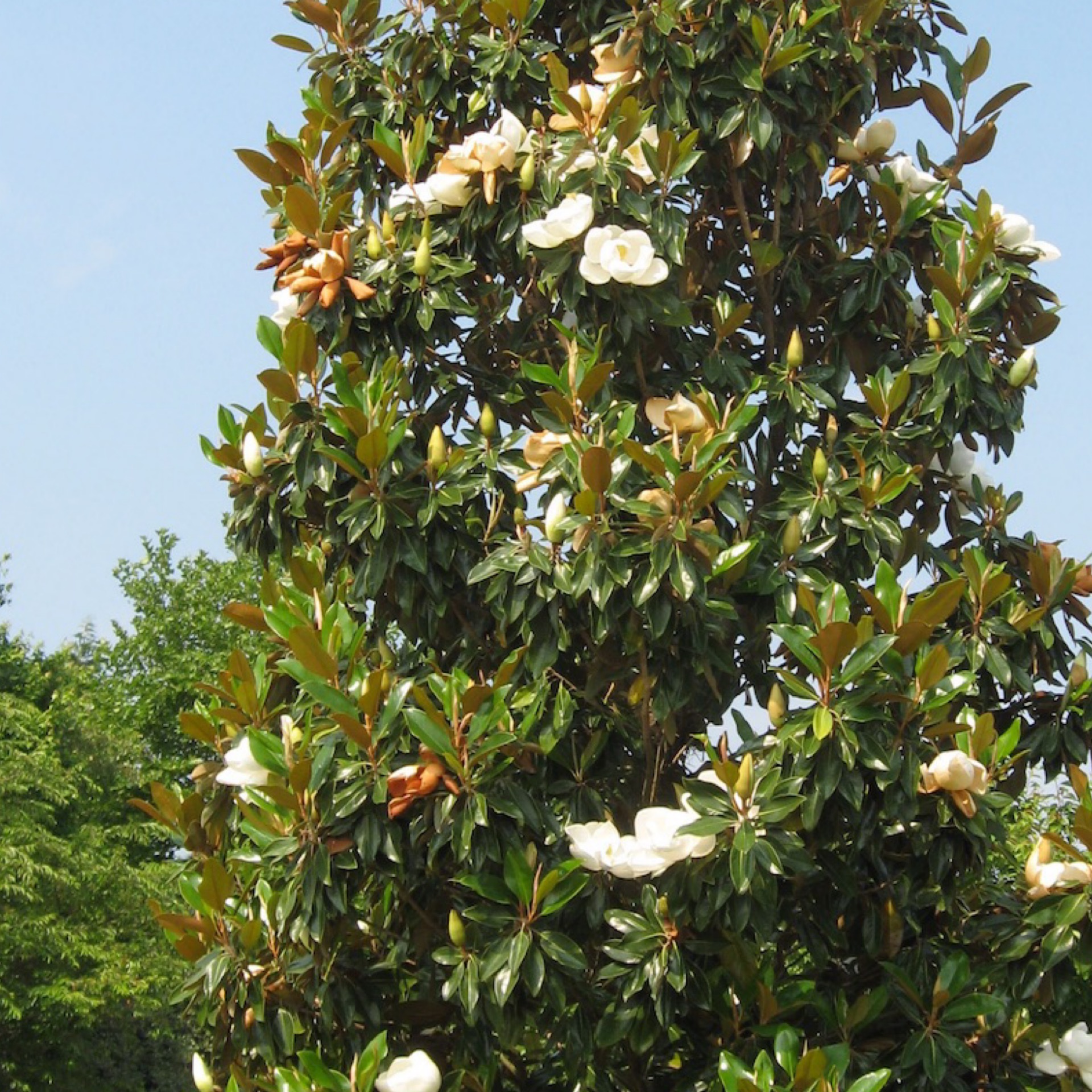 Sweetbay Magnolia Moonglow 'Jim Wilson' 202 Tree Center