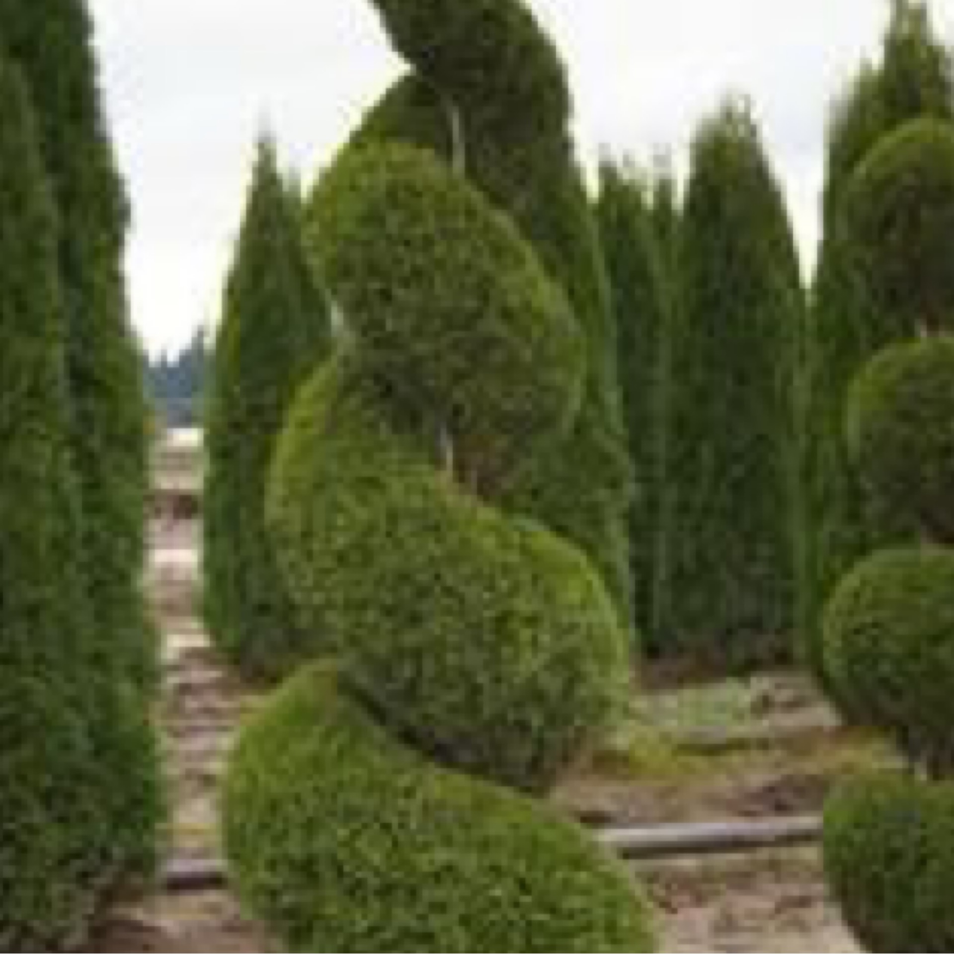 Spiral Arborvitae 'Smaragd' (Thuja occidentalis) 202 Tree Center