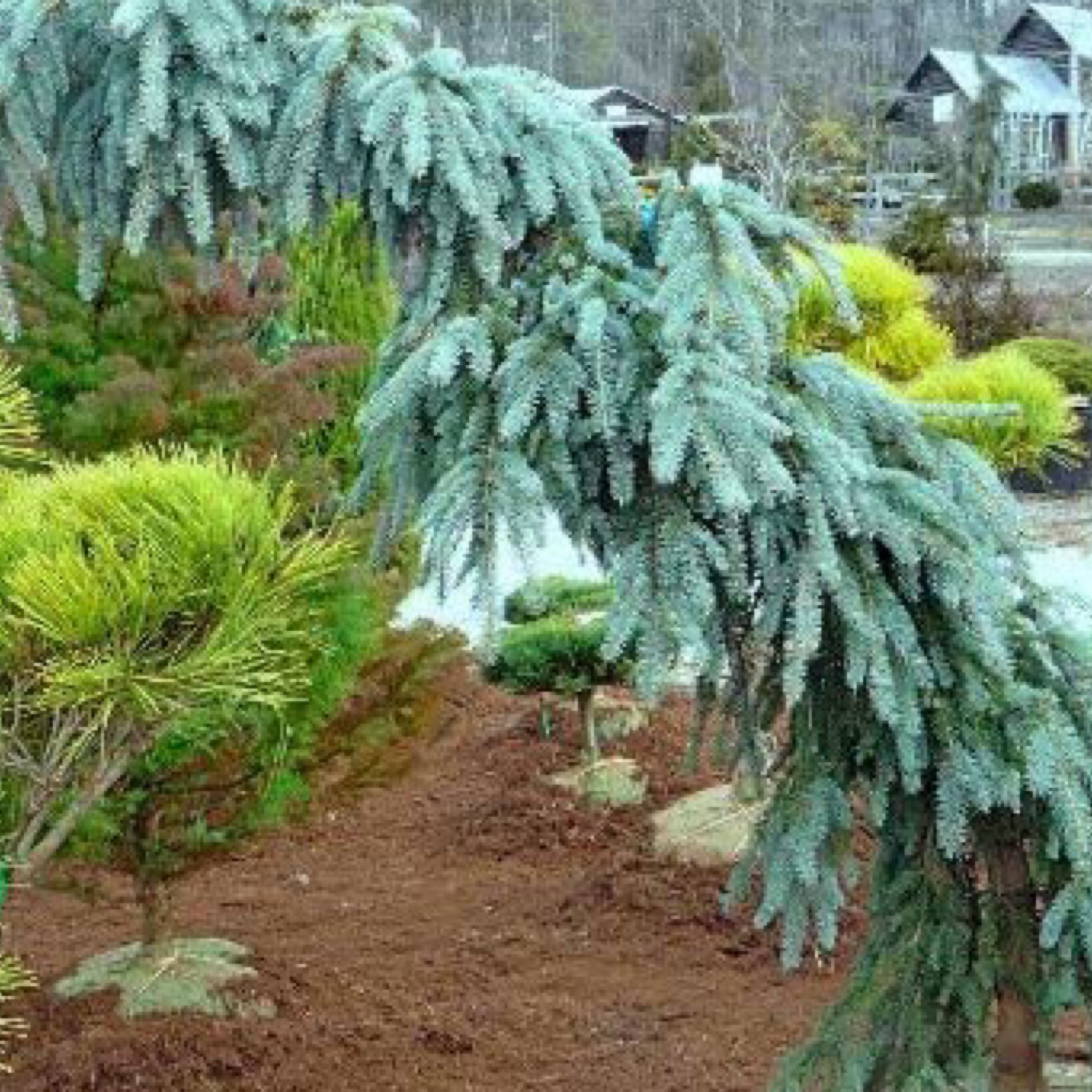 Spruce, Weeping Blue Spruce, Picea pungens 'Glauca Slenderina® Pendula