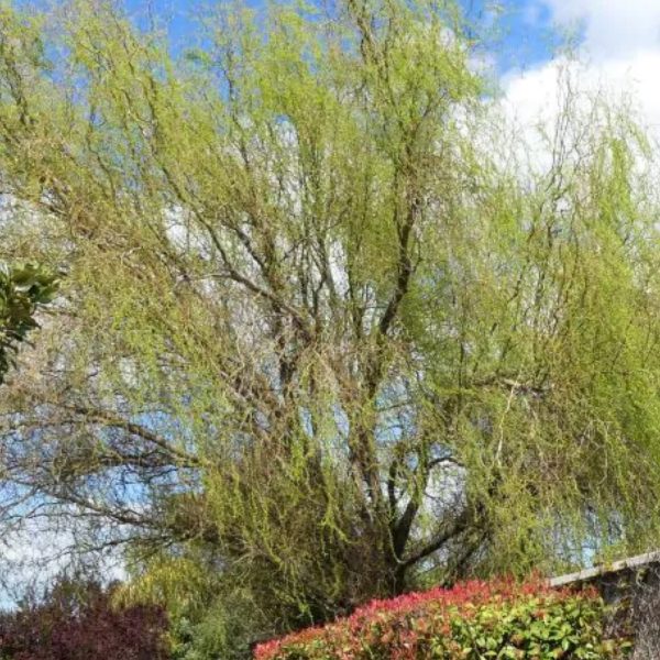 Weeping Willow Corkscrew Salix Matsudana 202 Tree Center