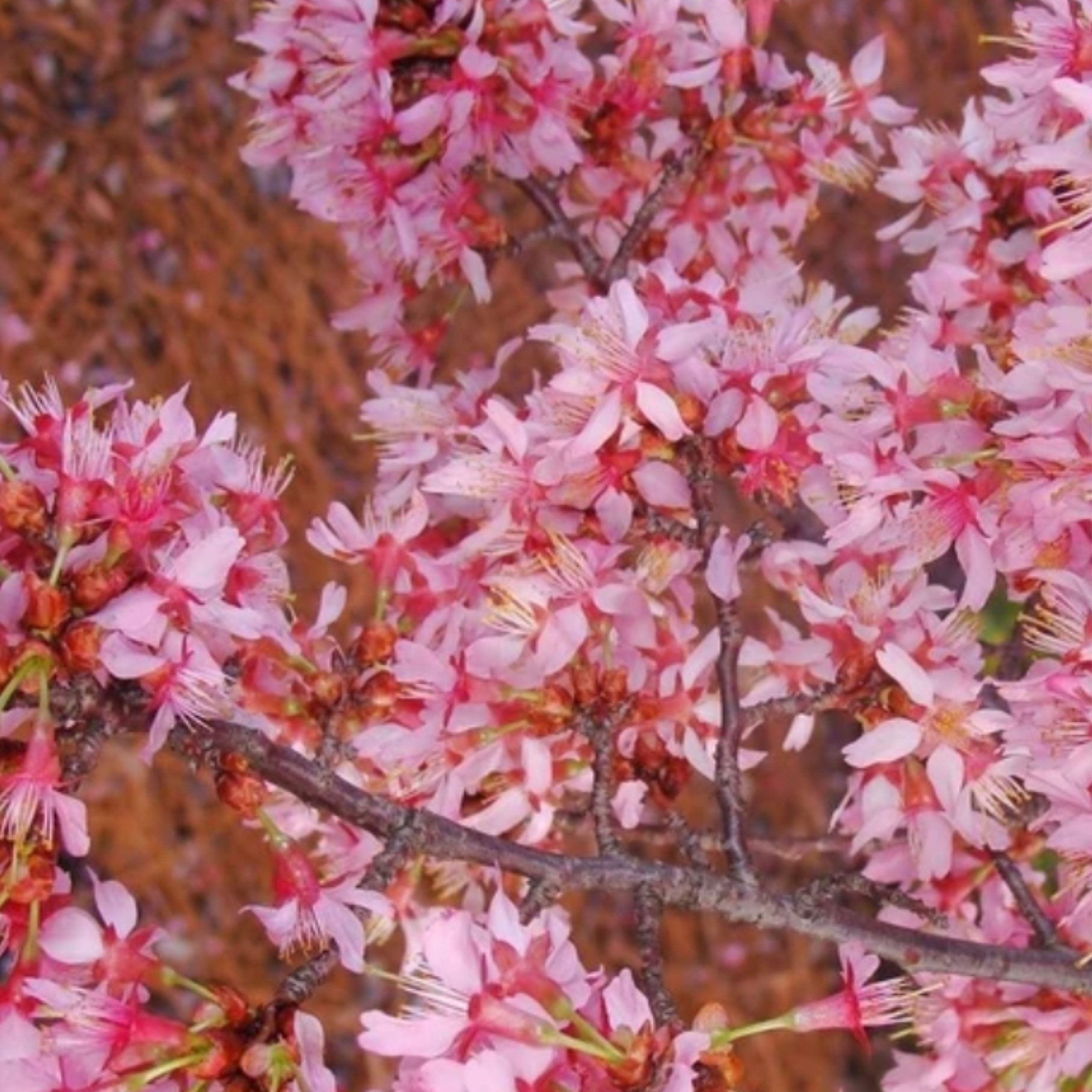 Cherry Okame 202 Tree Center