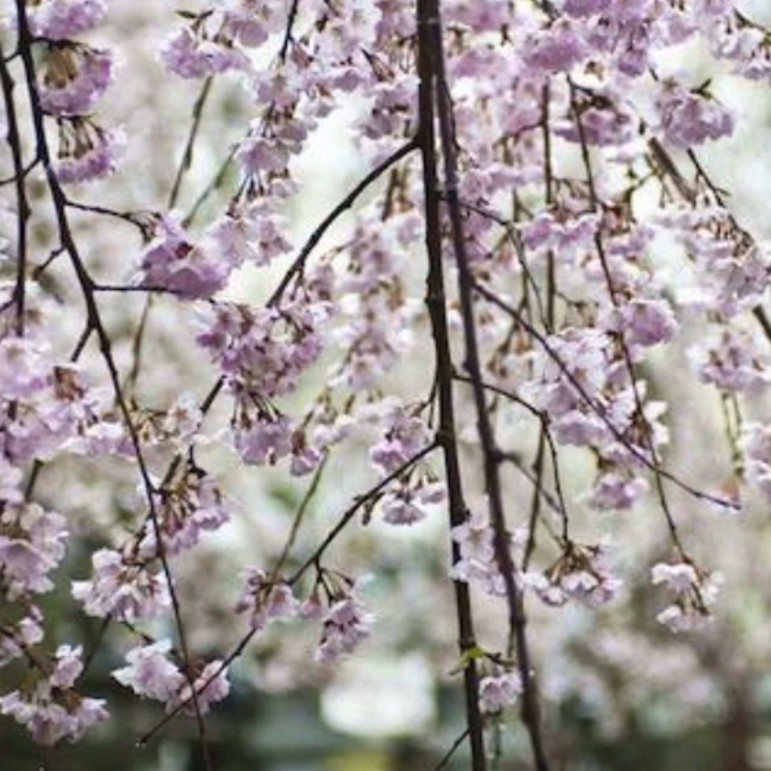 Cherry White Weeping 202 Tree Center