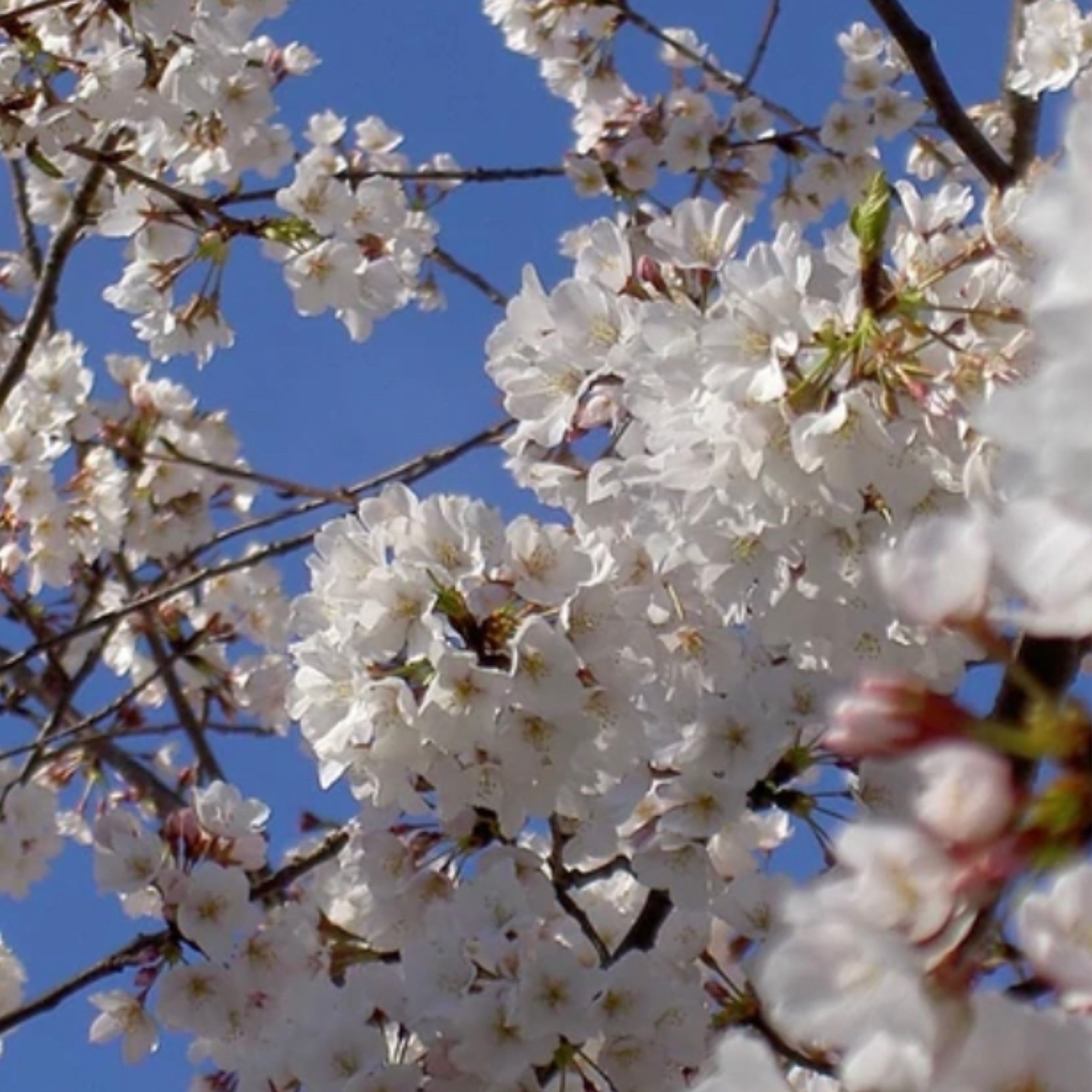 Cherry Yoshino 202 Tree Center