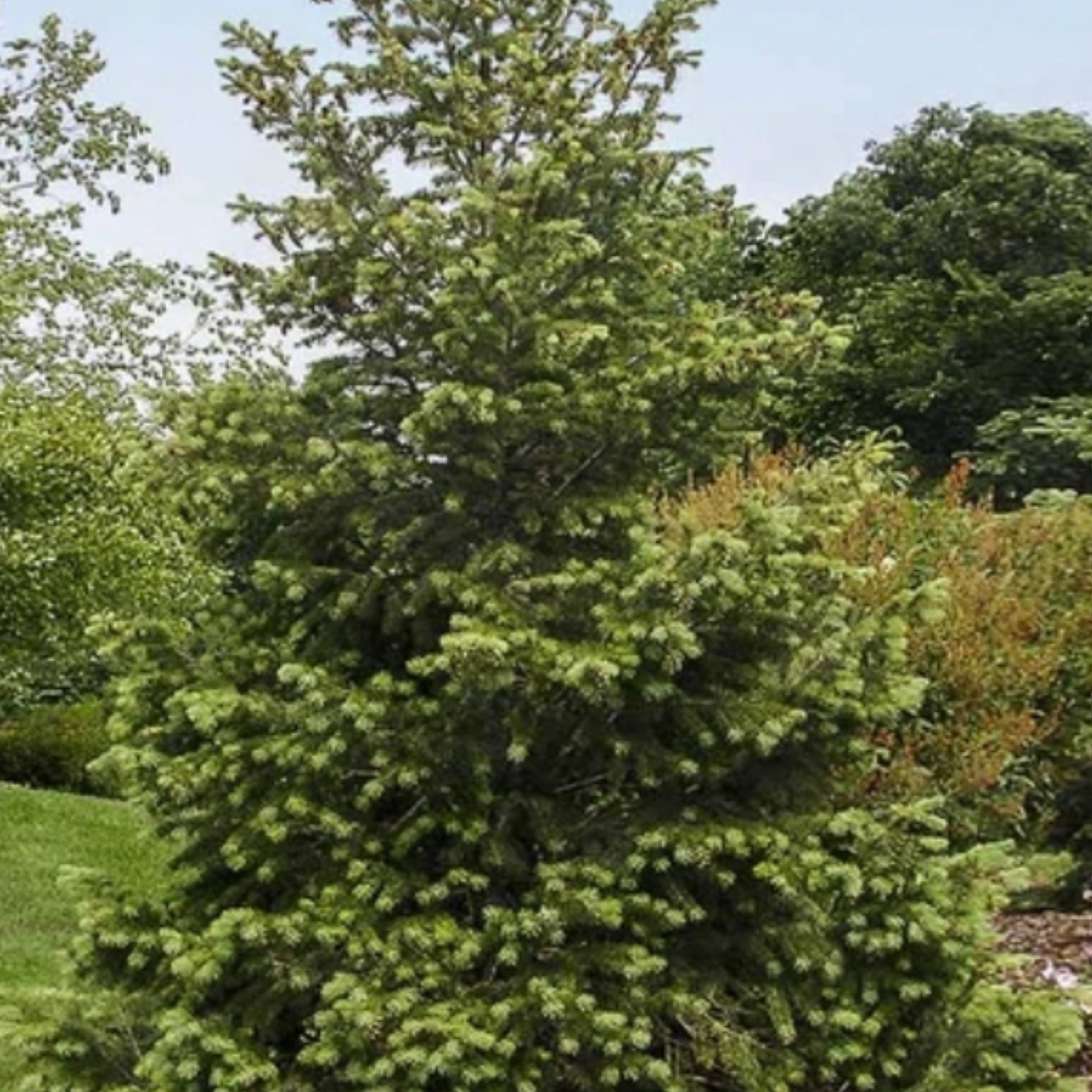 Fraser Christmas Tree 202 Tree Center