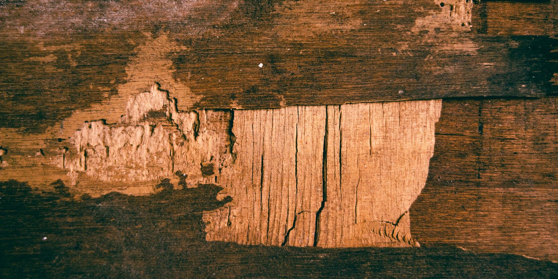 Pest Control How to Check for Termites Patriot Home Inspections