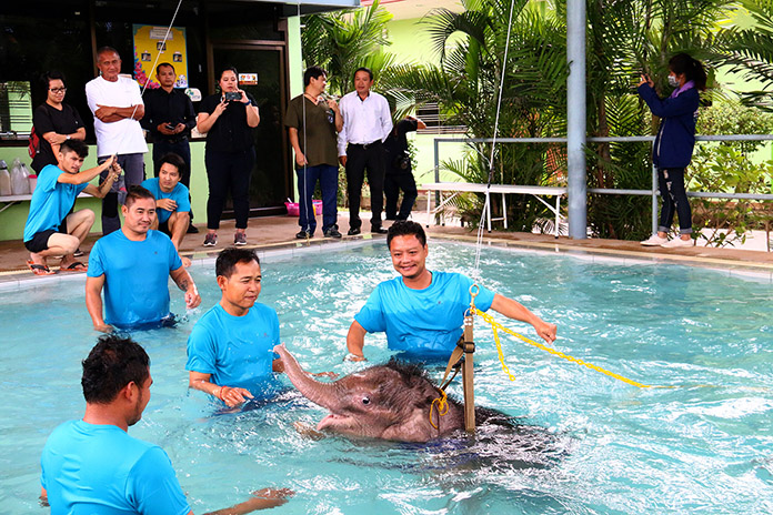 Nong Nooch teaches rescued elephant how to swim Pattaya Mail