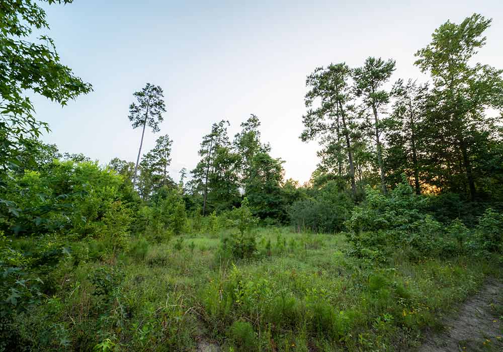 Deer Forest Patten Properties