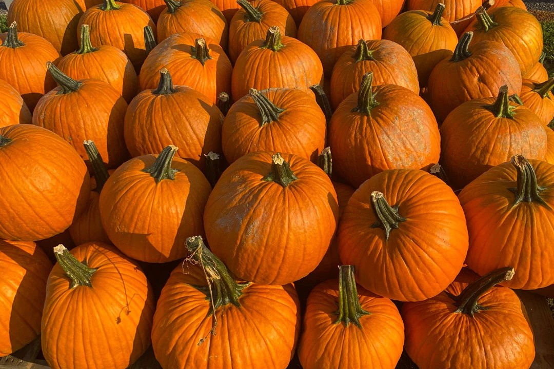 Wholesale Pumpkins Patterson Farm, Inc.