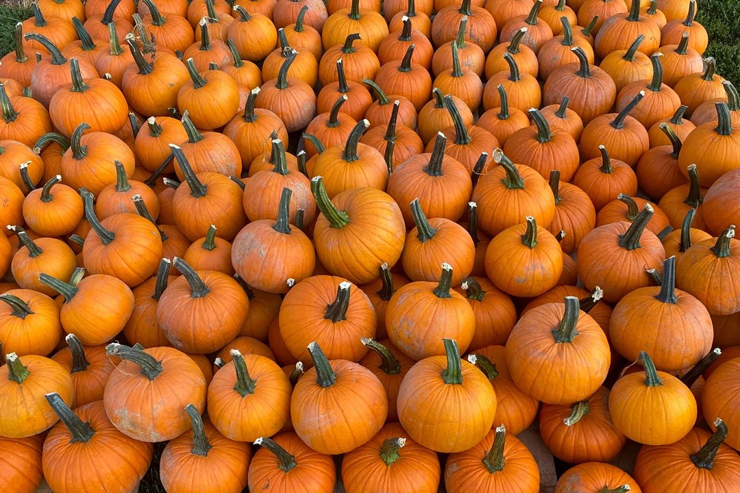 Wholesale Pumpkins Patterson Farm, Inc.