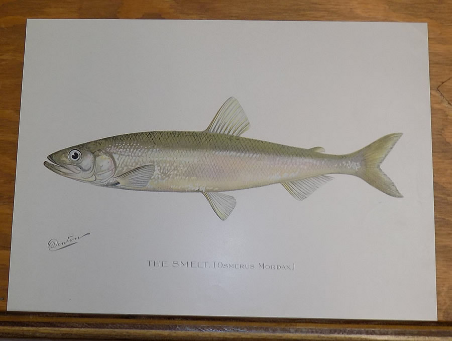 1907 COLOR Print, Game Fish of NY///SMELT (OSMERUS MORDAX) eBay