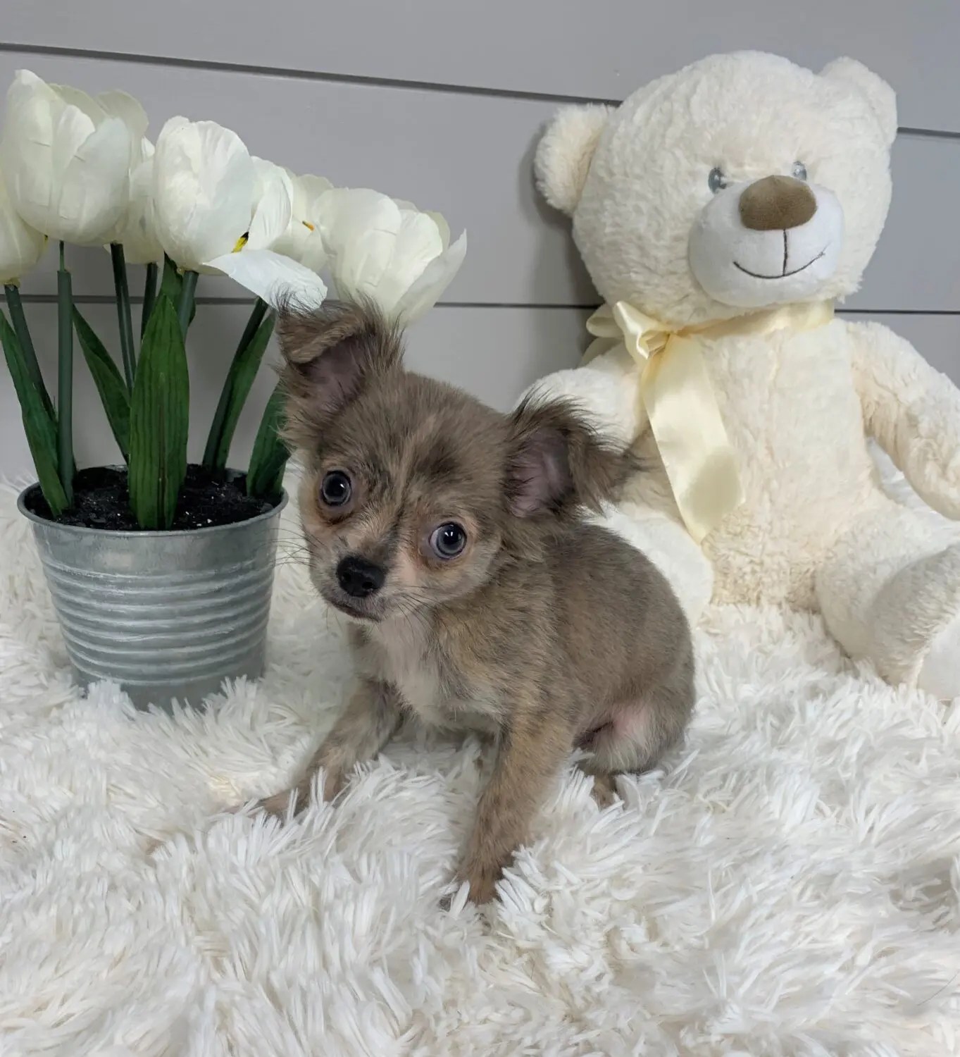 Pet Store Toy & Small Breed Dogs for Sale in Ashland, VA Pauley's Pups