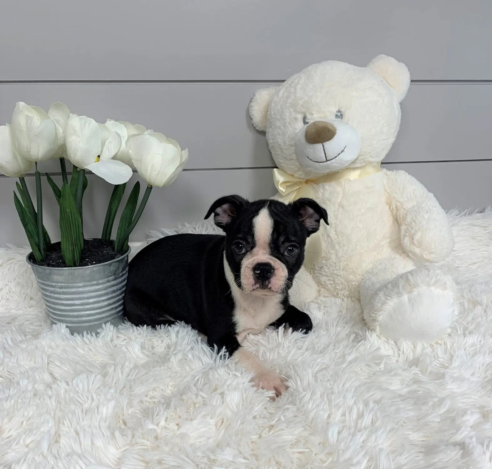 Pet Store Toy & Small Breed Dogs for Sale in Ashland, VA Pauley's Pups