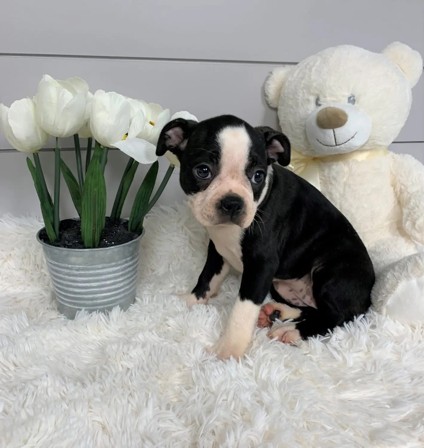 Pet Store Toy & Small Breed Dogs for Sale in Ashland, VA Pauley's Pups