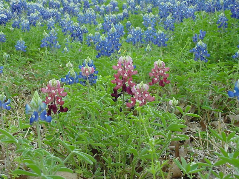 Texas Wildflowers