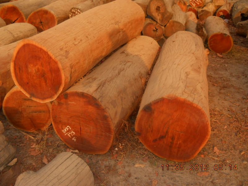 Il legno più resistente e pregiato? Il Teak, adatto per la