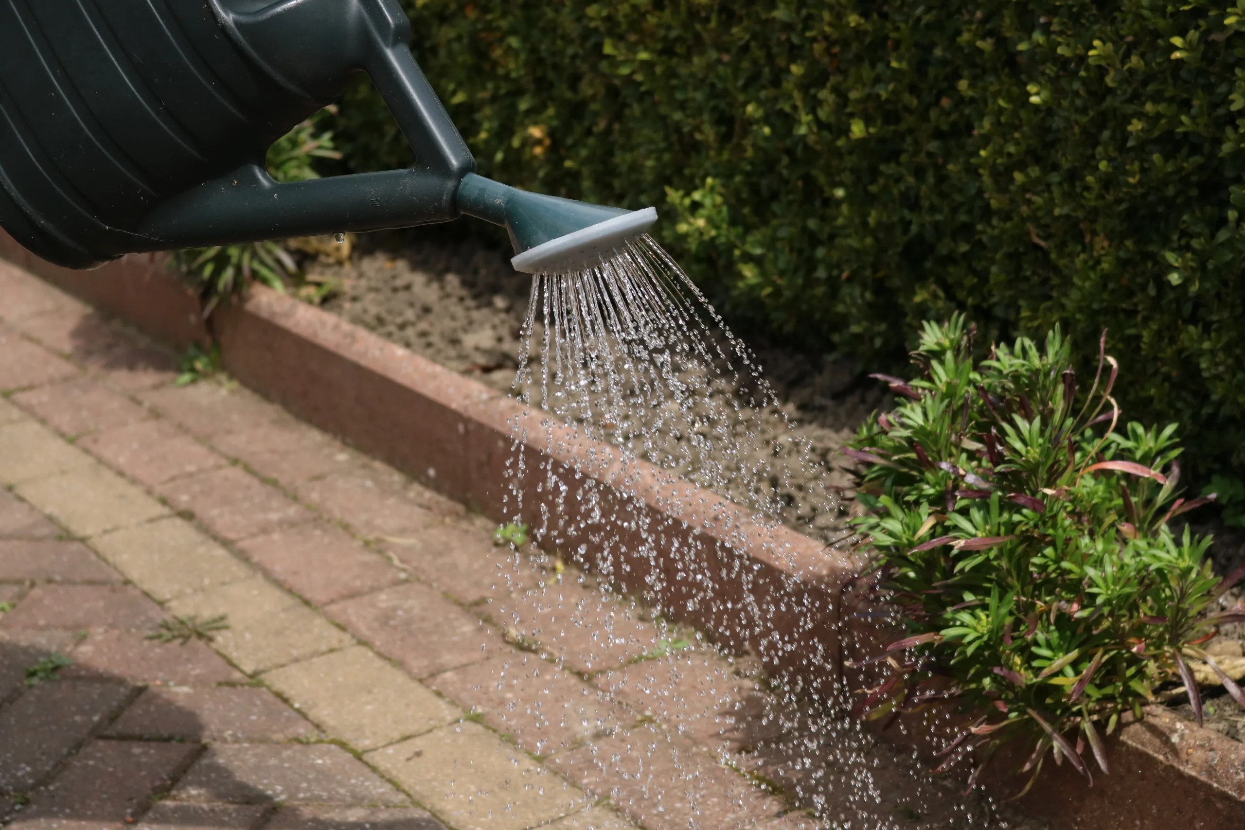 What are the safest cleaners to use on paving & kill weeds & moss