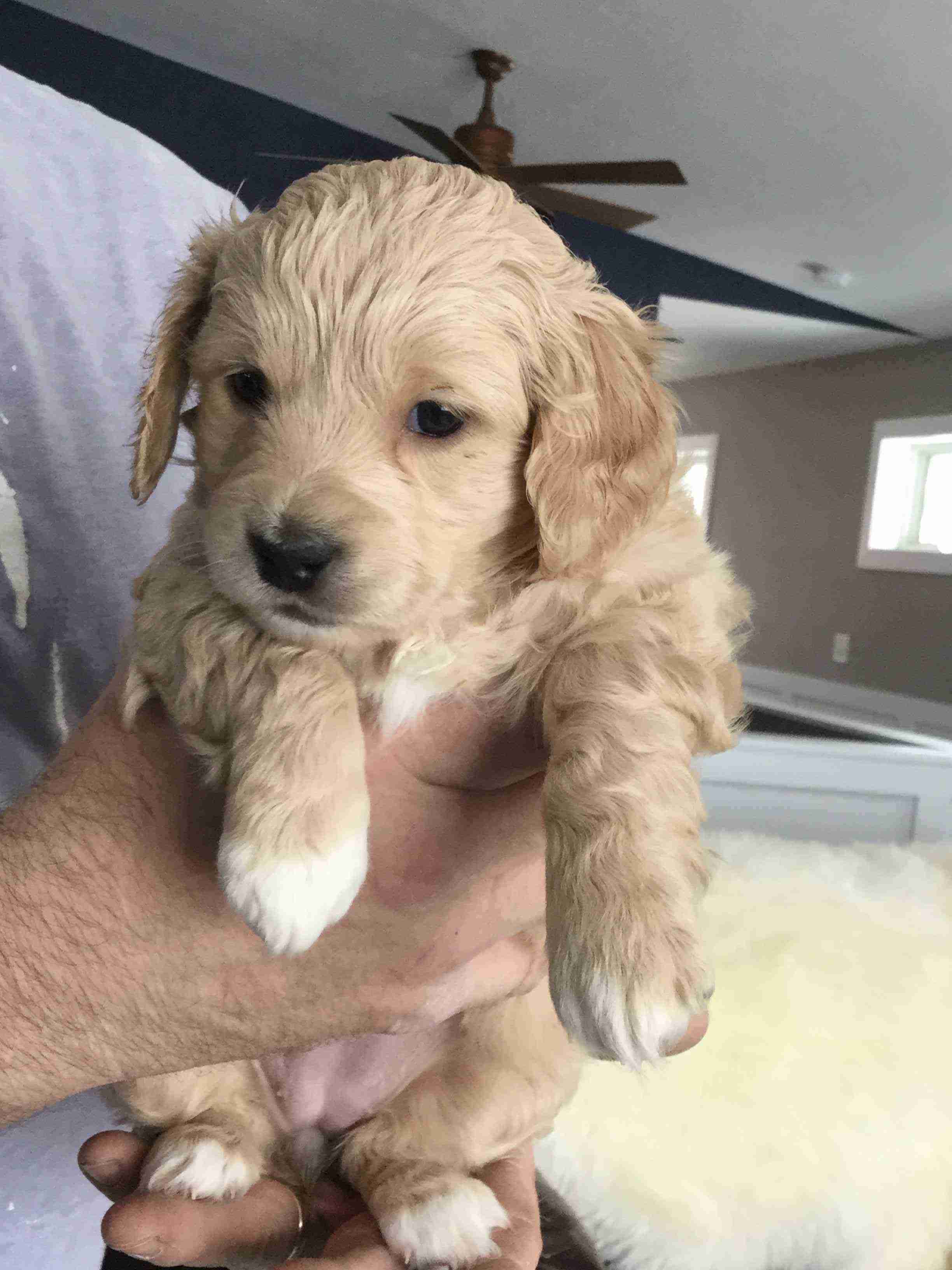 52 HQ Photos Goldendoodle Puppies Price In India Puppy