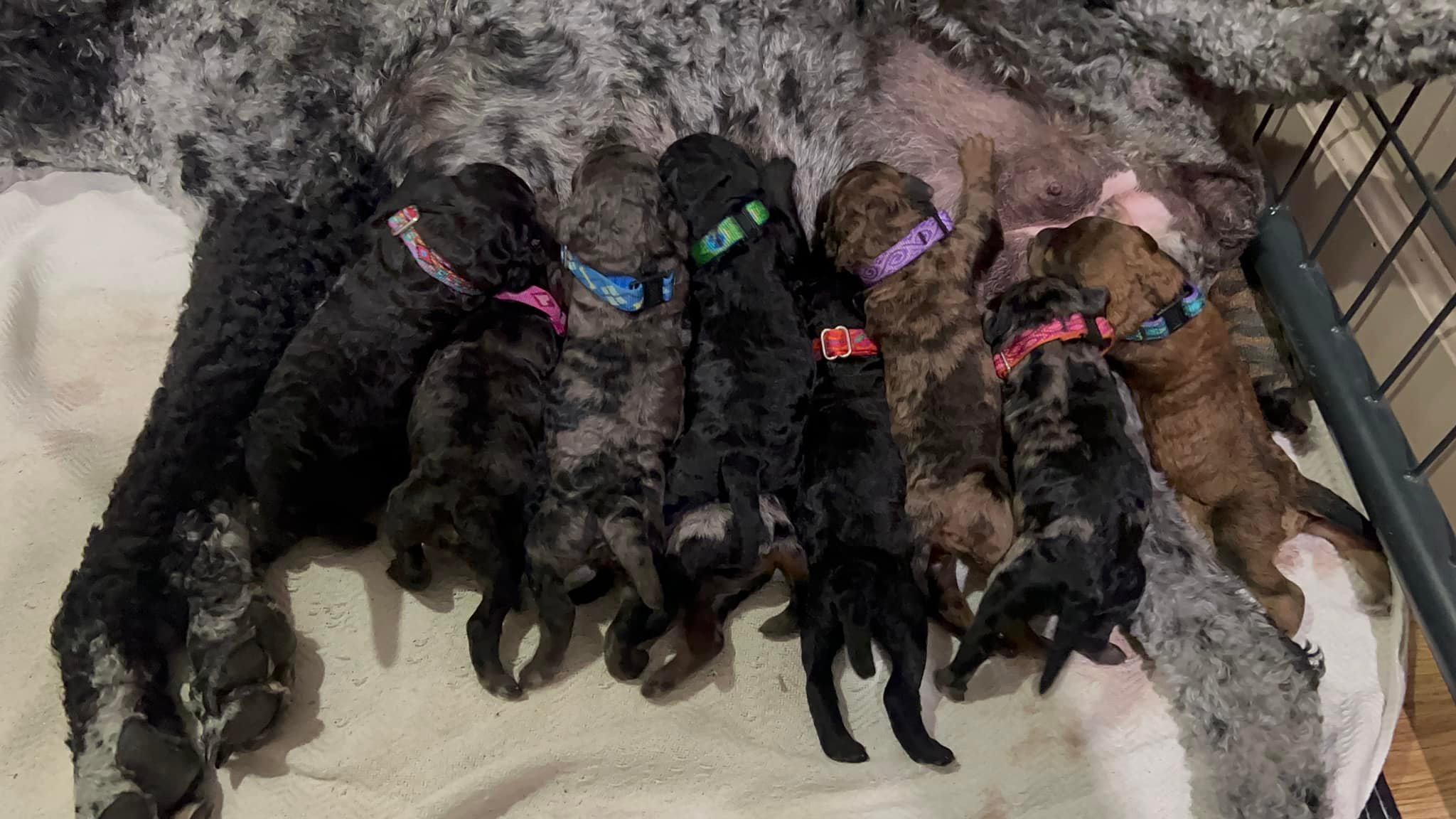 Sell Puppies Online 🐶 Puppies Near You for Sale Pawbe 🐾