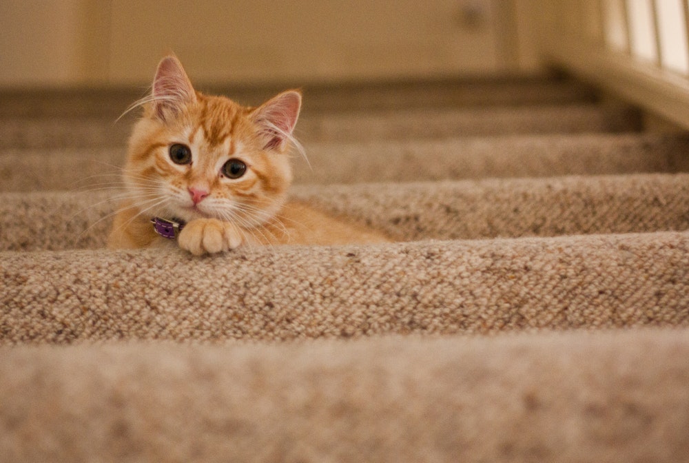 HowTo Move House With Your Cat In 4 Steps PawBoost Blog