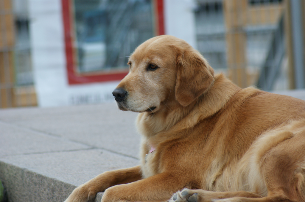 10 Best Golden Retriever Names