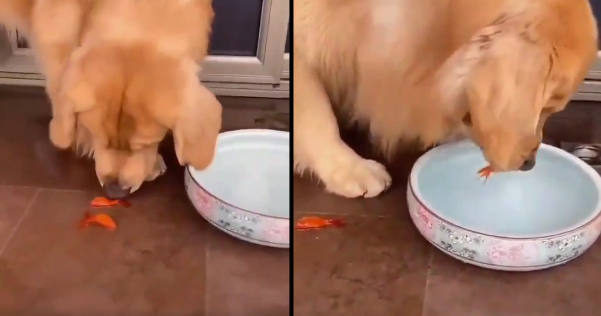 Golden Retriever Pup Gently Lifts Stranded Goldfish Back Into Their
