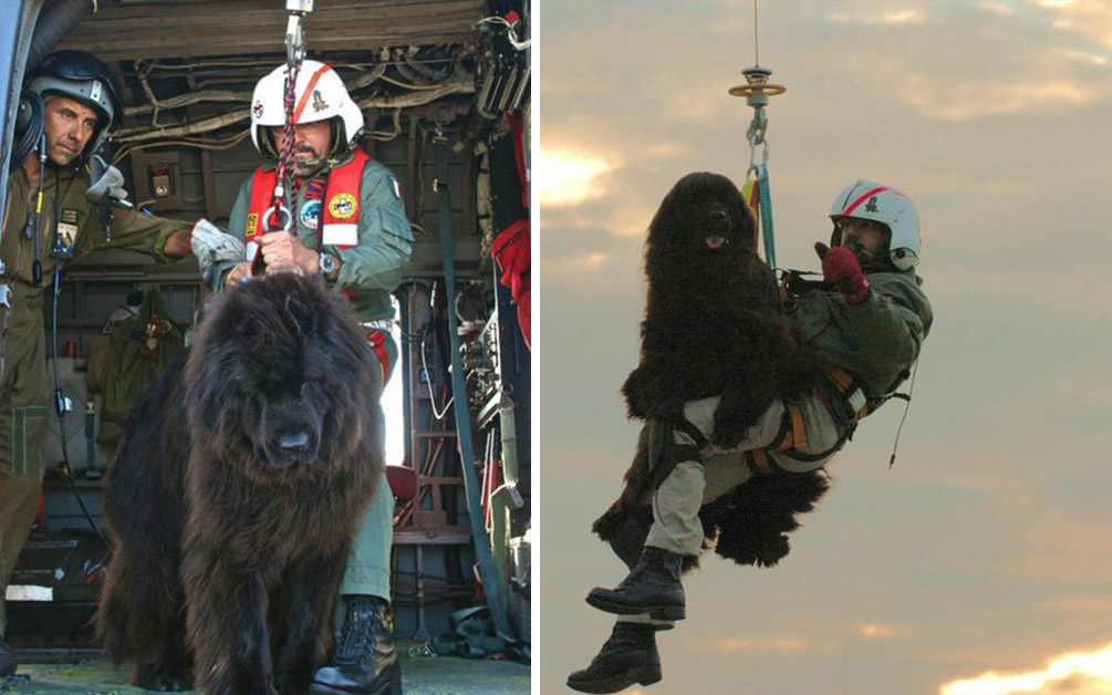 Italian Lifeguard Dogs Courageously Jump Out Of