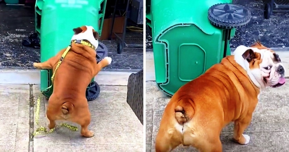 Bulldog Is Obsessed With Running Up And Knocking Over Every Trashcan He