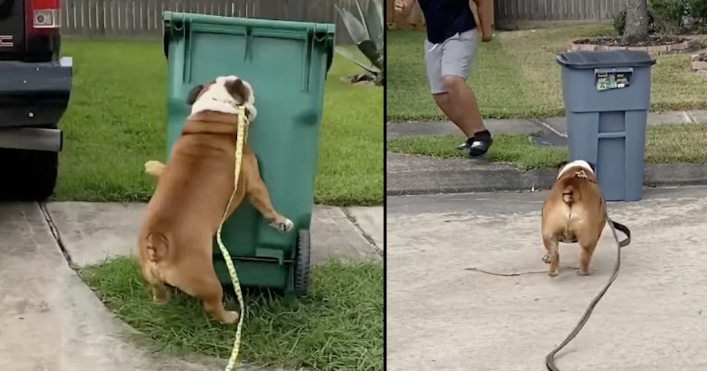This Bulldog Terrorizes The Neighborhood By Knocking Over Garbage Cans