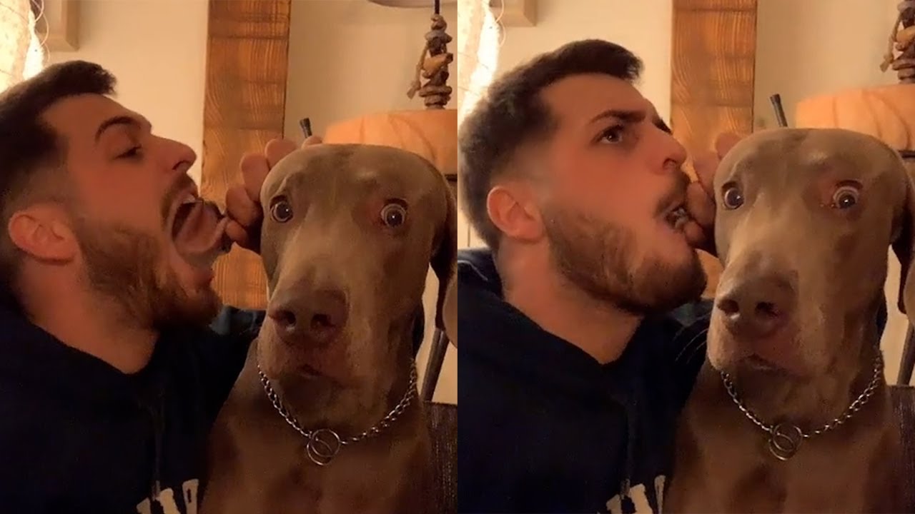 Dog Looks Visibly Petrified After Man Pretends To Eat His Ear