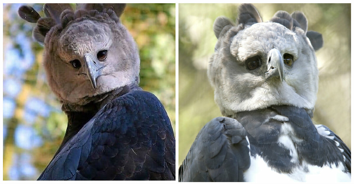 Harpy eagles are giant birdsofprey… that look strangely like people