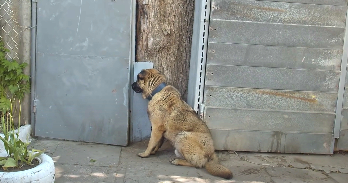 Dog Waits By Gate After Being Kicked Out Of Home For Not Barking