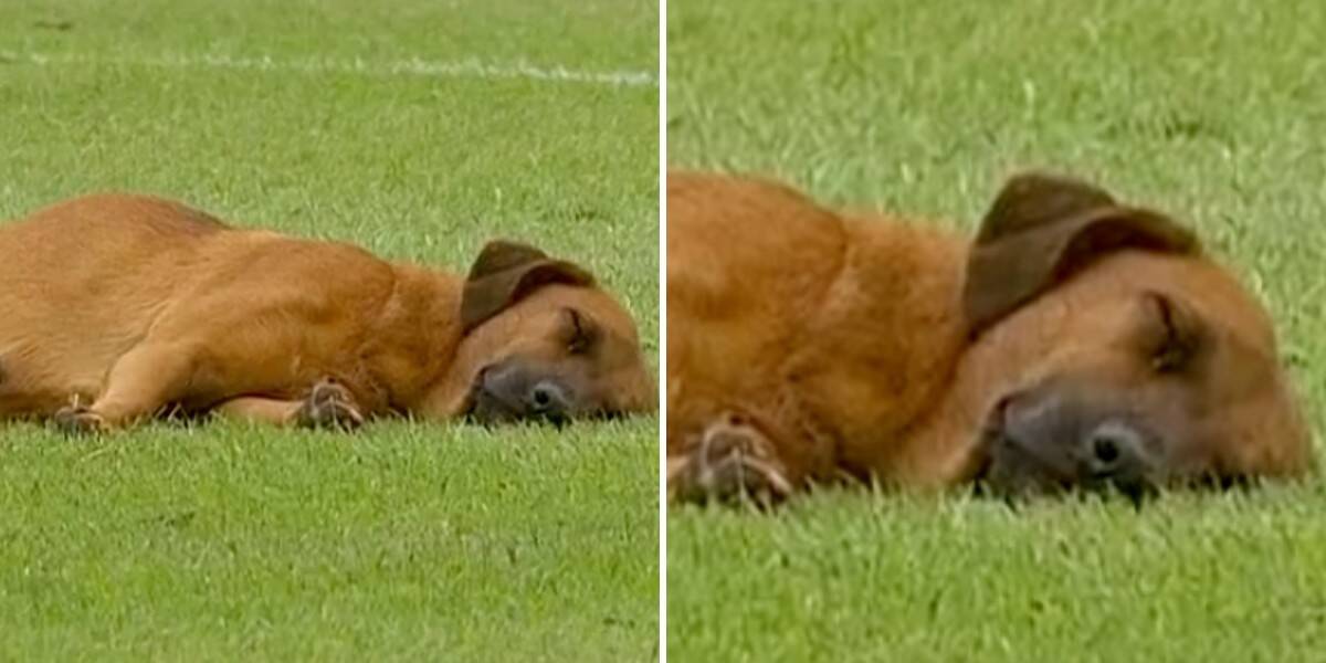 Dog Takes Peaceful Nap During Professional Soccer Match